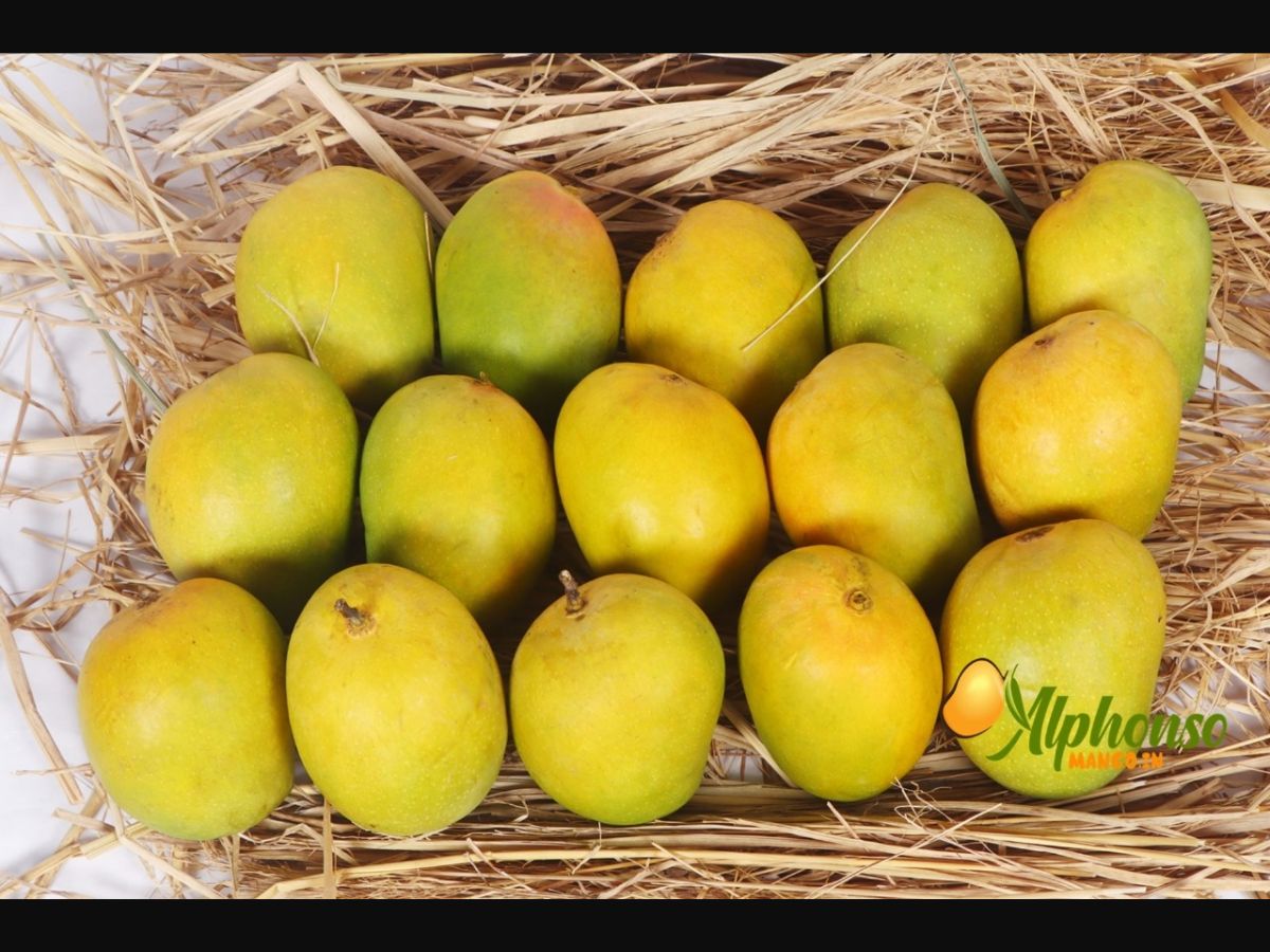 Summer Delights Delivered: Experience Ratnagiri and Devgad Alphonso Mangoes at Your Doorstep