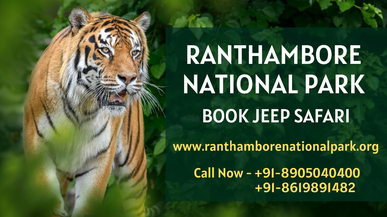 Exploring the Wilderness: A Thrilling Wildlife Safari at Ranthambore National Park