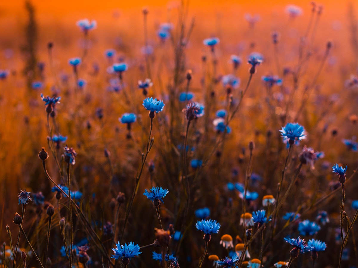 What is a blue garden?